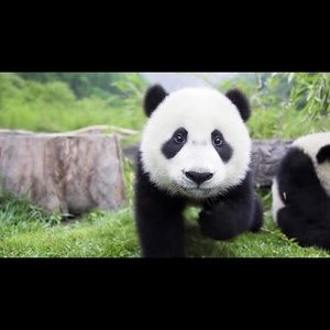 Meet your Posher, Israel